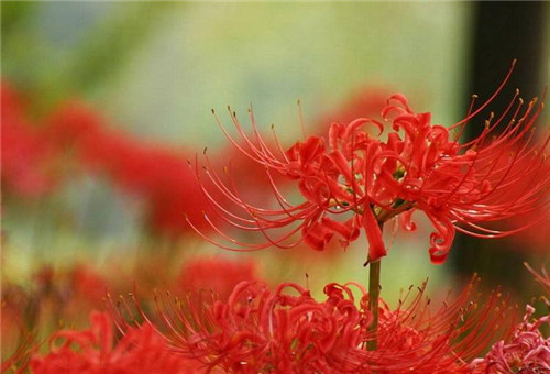 不同国家彼岸花的花语是什么 彼岸花什么时候开花