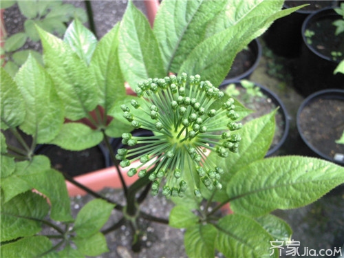 竹节参怎么吃  竹节参的功效与作用