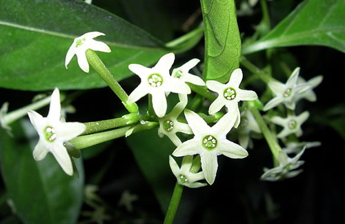 夜来香花图片及功效   夜来香什么时候开花