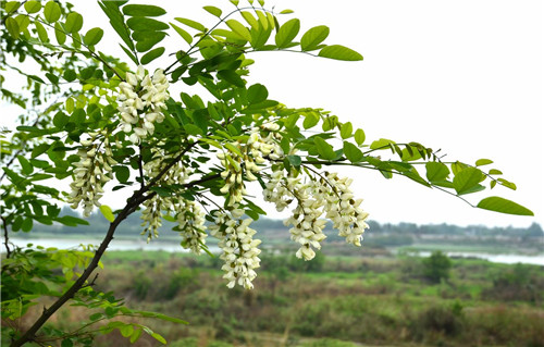 槐花树怎么种植 槐花什么时候开