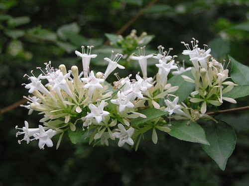 7月开什么花 七月份盛开的花有哪些