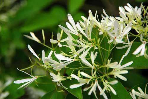 夜来香花怎么养 夜来香花有毒吗