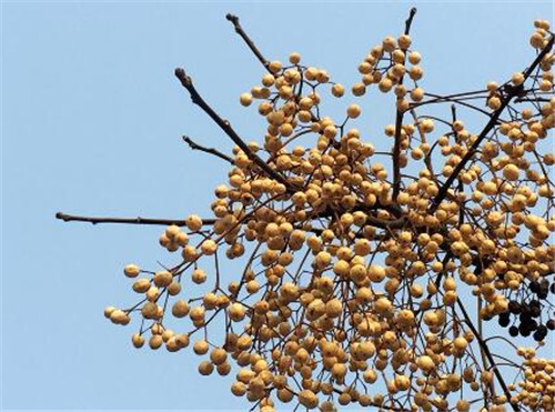 苦楝子都有哪些用途 吃什么能解苦楝子毒