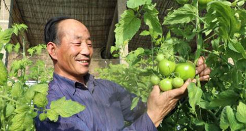 番茄种植技术大揭秘  西红柿浇水的正确方法