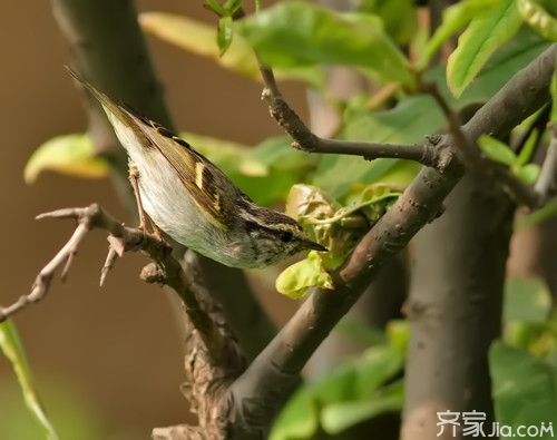 知识涨涨涨！黄腰柳莺的饲养方法