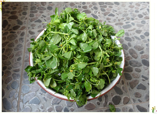 孕妇能吃金花菜吗 食用金花菜的注意事项