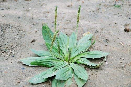 车前草的副作用有哪些 车前草哪些禁忌