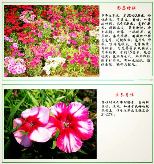 石竹花花语 石竹花怎么养