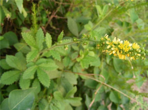 仙鹤草泡水喝的功效 仙鹤草能治疗癌症吗