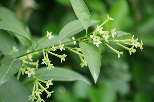 夜来香花怎么养 夜来香花有毒吗