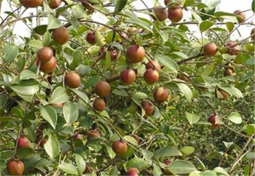 茶油树长什么样 茶油树种植几年能结果