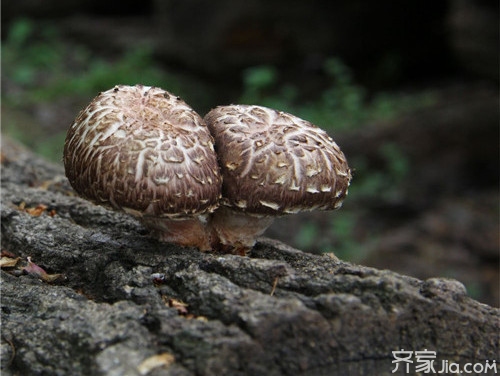 椴木香菇是什么 椴木香菇种植技术 