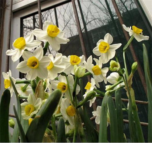 水仙花有什么作用 孕妇能养水仙花吗