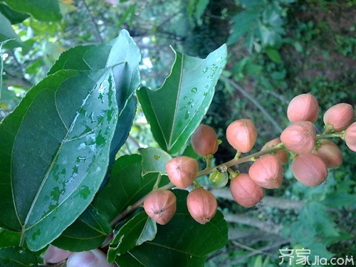 巴豆怎么吃  巴豆的副作用