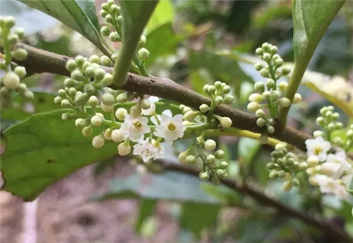 鲫鱼胆草可以用来做什么 哪些人要慎用鲫鱼胆草