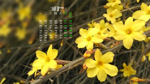 迎春花几月开 迎春花的品种有哪些