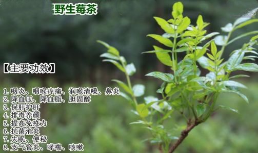 莓茶的功效与作用有哪些 服用莓茶的好处多