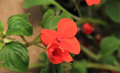 非洲凤仙花怎么养 非洲凤仙花有毒吗