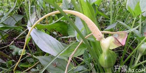 水半夏的种植方法 你知道吗?