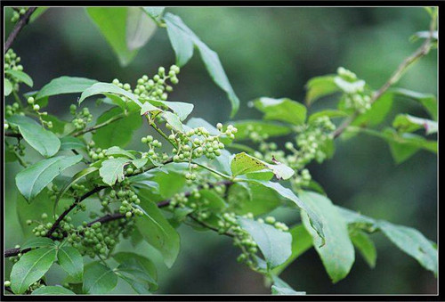 野花椒根泡酒可以喝吗 花椒树根的药用价值