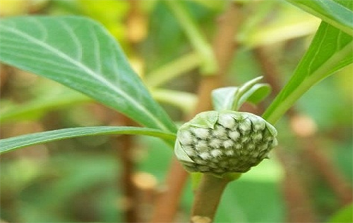 绿萝花的功效与作用 绿萝花多少钱一斤