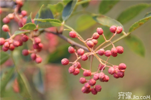 花椒树修剪  花椒树修剪的注意事项