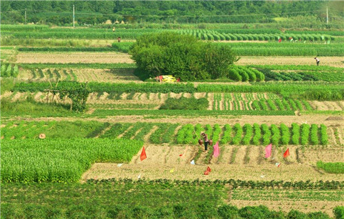 农村土地承包合同范本   土地承包合同怎么写才规范