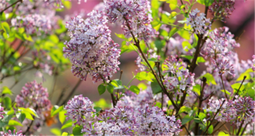 丁香花图片  丁香花价值与养殖特点