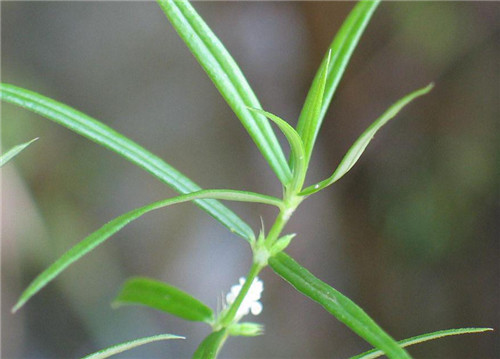 白花蛇舌草价格贵不贵 白花蛇舌草可以泡水喝吗