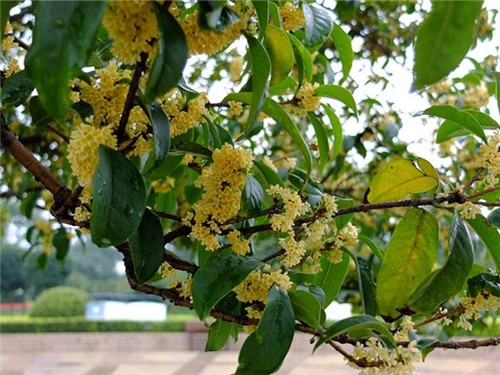 桂花树的价格一览表 桂花树一般能活多久