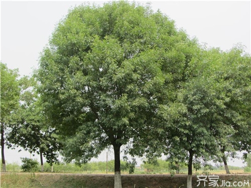 白蜡种子育苗 白蜡种子种植全步骤