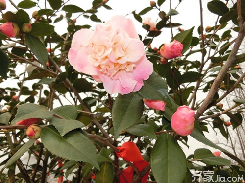 烈香茶花   千里香茶花栽培知识