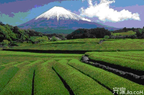 日本茶叶的分类 抹茶的生产工艺