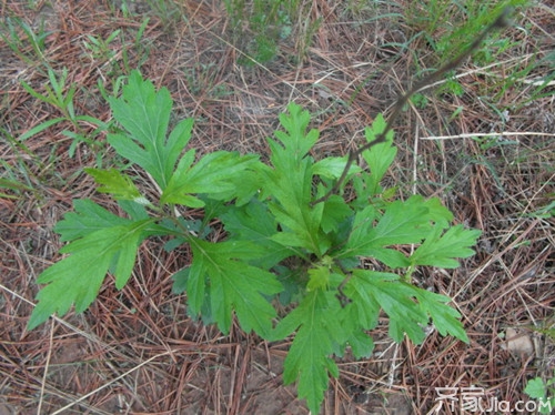 柳蒿种植方法  柳蒿种植营养价值