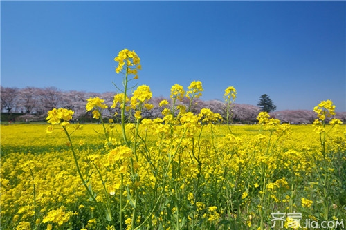 油菜籽栽培技术一学就会   油菜籽图片鉴赏