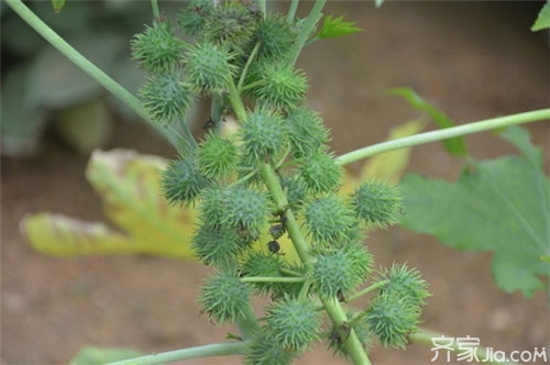 蓖麻子怎么吃 蓖麻有毒但功效多多