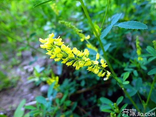 草木樨功效与作用 看完你就明白