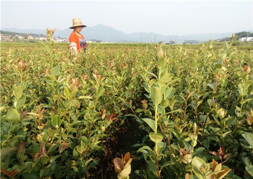 油茶树苗选择什么样的好 怎样种油茶树才是正确的