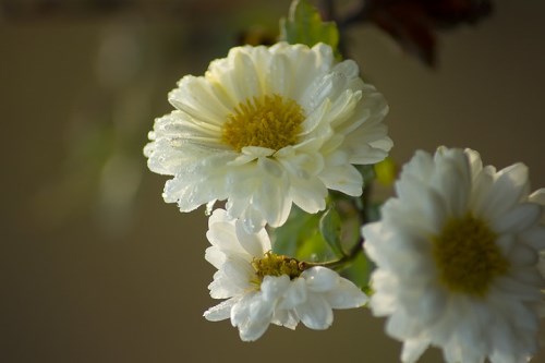 白菊花的功效2017 白菊花泡水喝有哪些禁忌