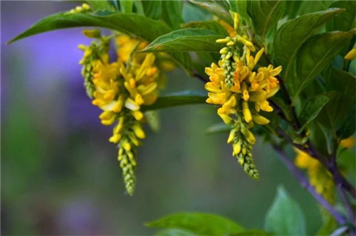 山桂花长什么样 山桂花有什么价值