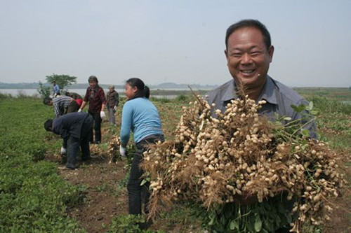 野花生的药用价值 吃野花生有什么好处