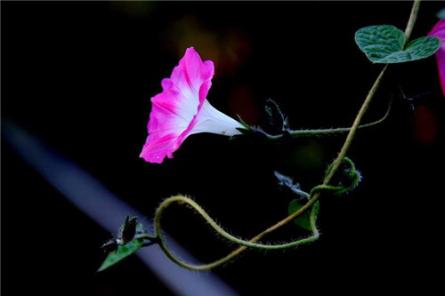 牵牛花的资料详解 牵牛花的养殖方法介绍