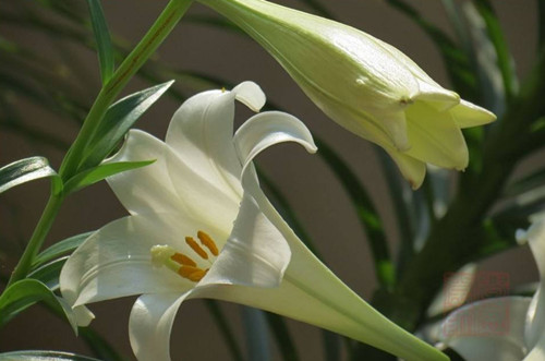 百合花的特点 百合花的象征意义