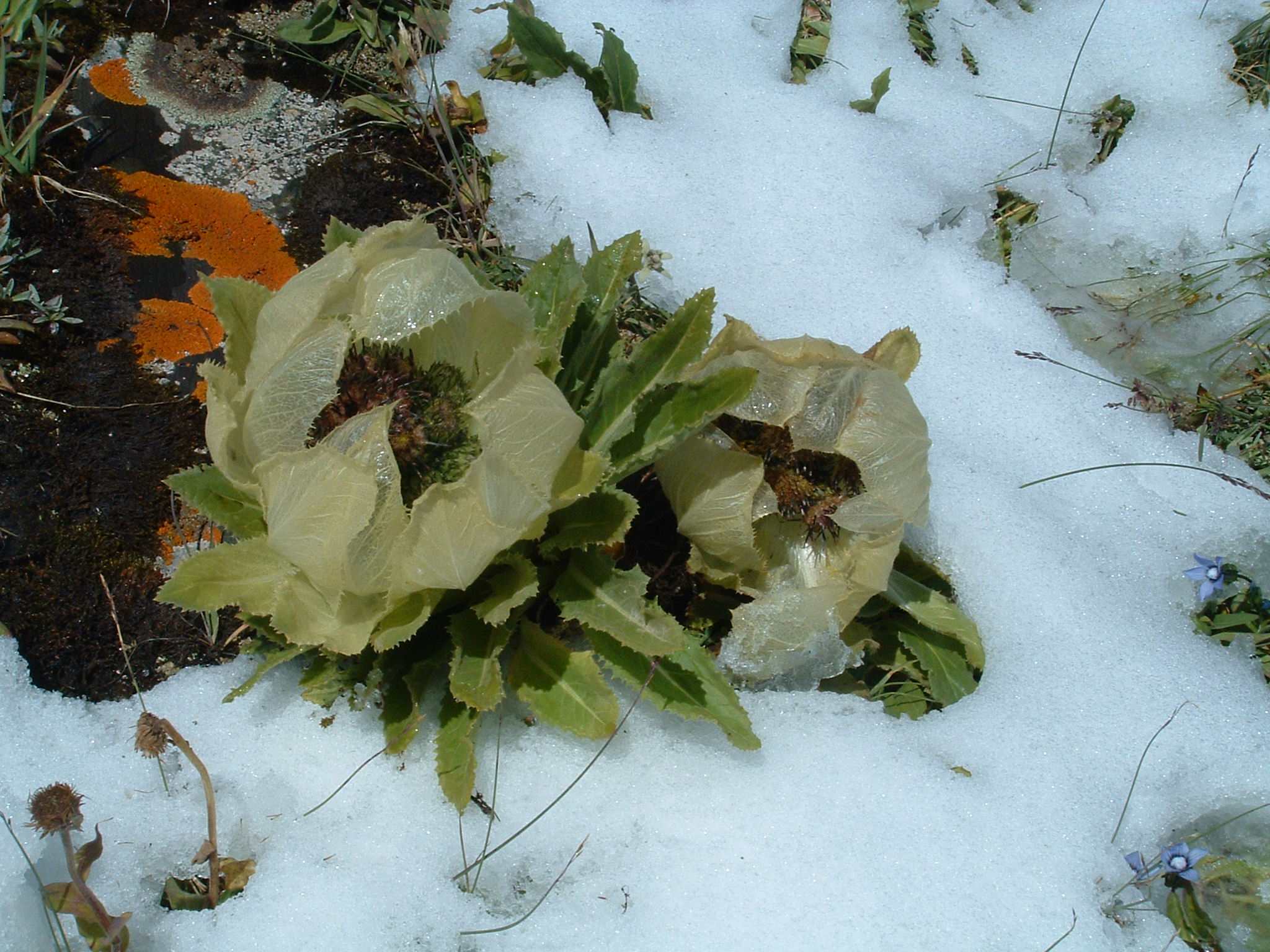 雪莲花的功效与作用 雪莲花怎么吃