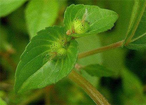 野麻草有什么作用 野麻草可以做菜吃吗