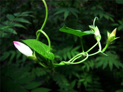 牵牛花的资料详解 牵牛花的养殖方法介绍