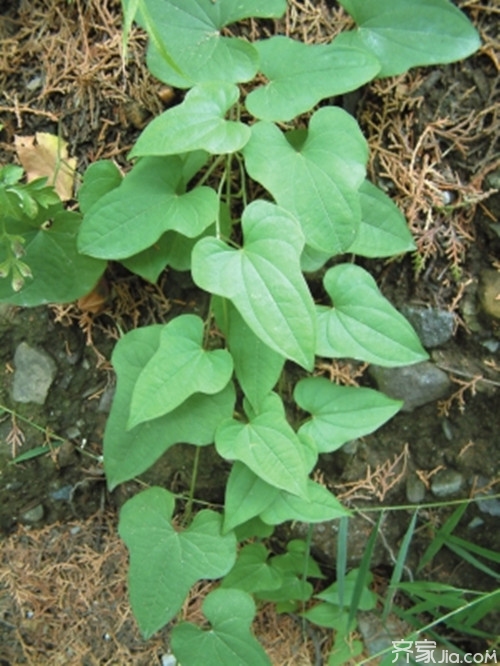 野山药种植技术 野山药生长特性