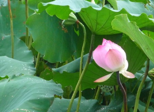 莲花图片大全欣赏 莲花的基本信息介绍