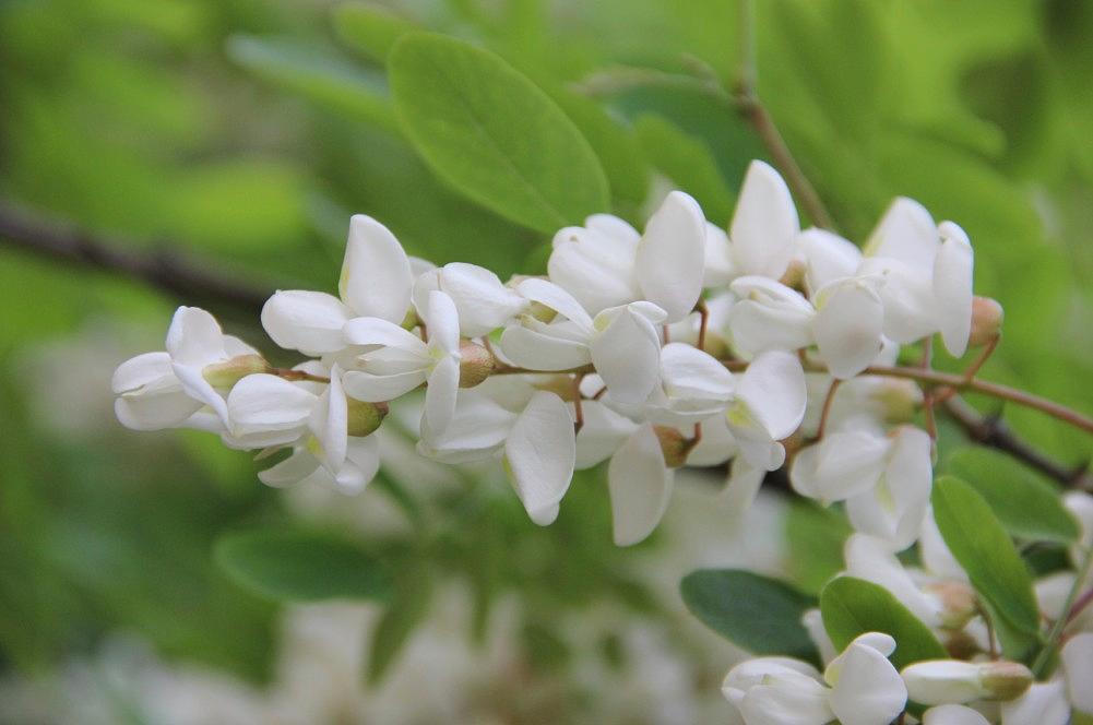 槐树花能吃吗 槐树花有毒吗