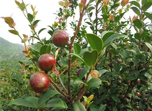 茶油树长什么样 茶油树种植几年能结果